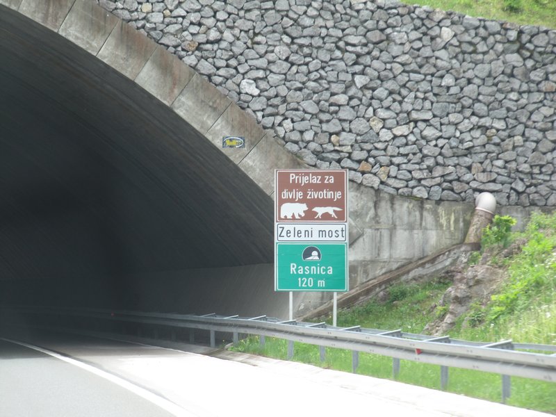 Bear and Wolf crossing on autoroute
