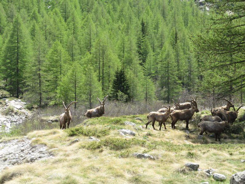 Herd of Ibex