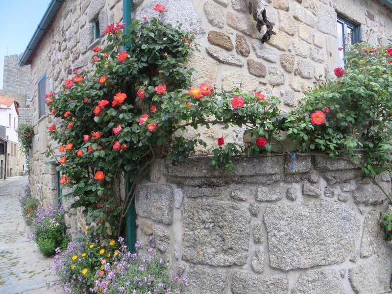Roses in Linhares