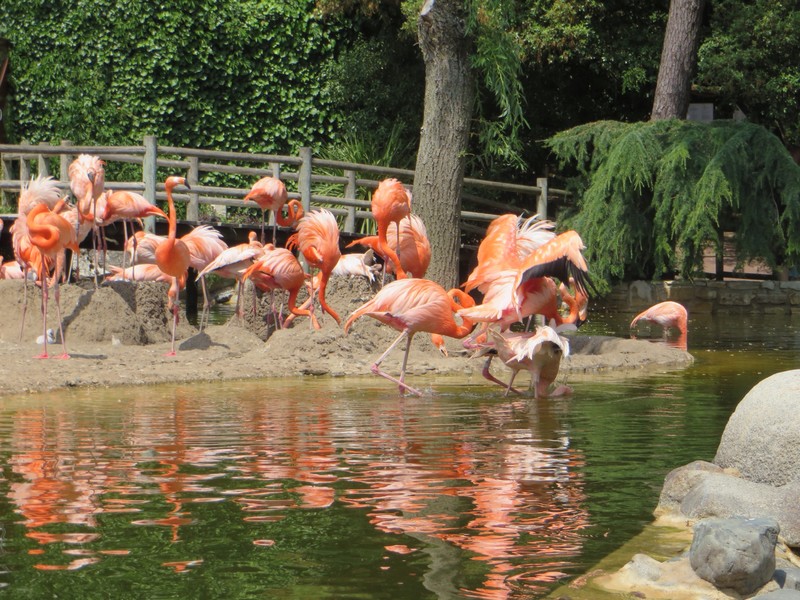 Flamingos at the zoo entrance 