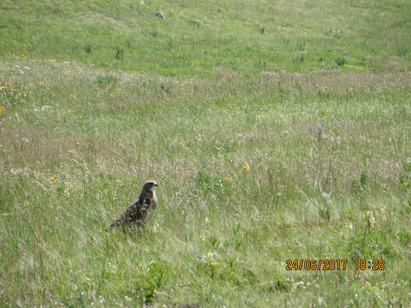 Hawk - hunting gofurs