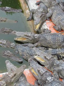 Krokodilzucht