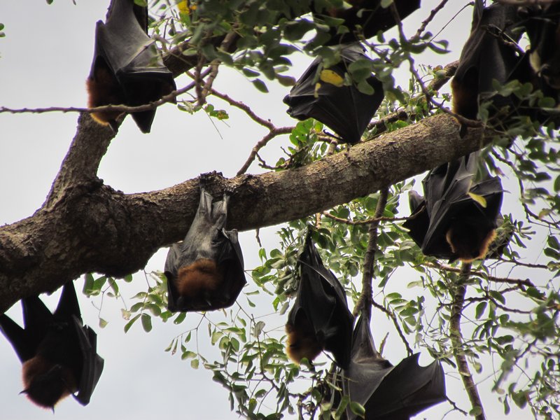 Fruit bats