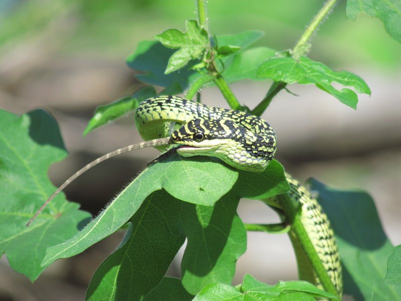 Snake eating a gecko for breakfast