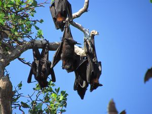 More Flying foxes