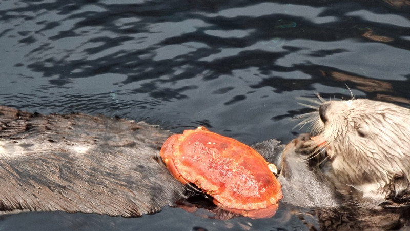 Sea otter- Oceanarium