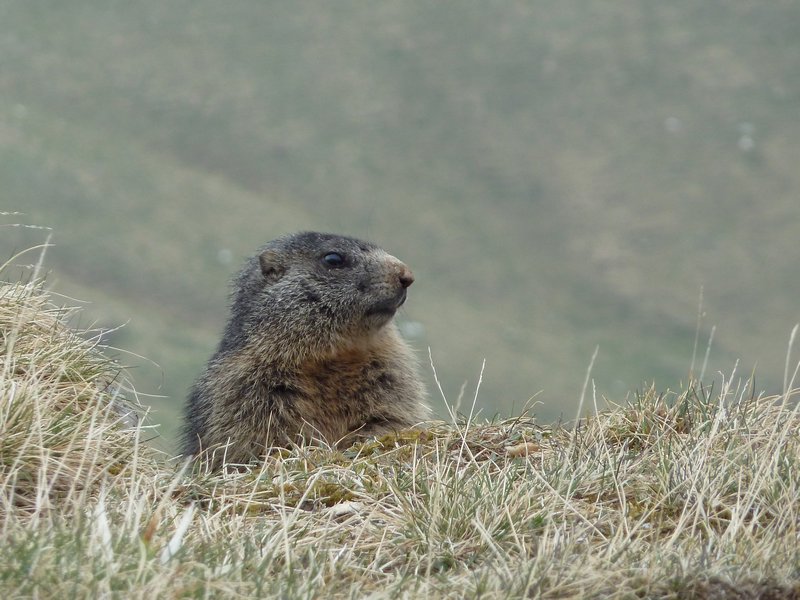 Marmot (Groundhog)