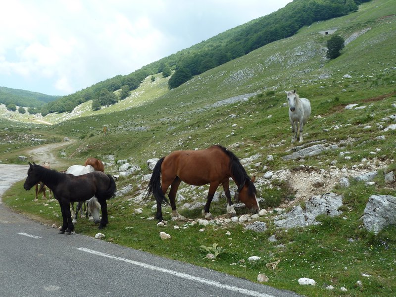 Abruzzo Ponies