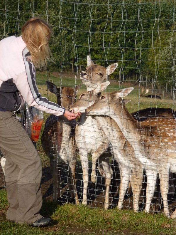 Feeding deer just outside camp