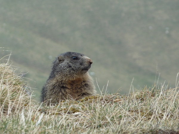 Marmot in Austria