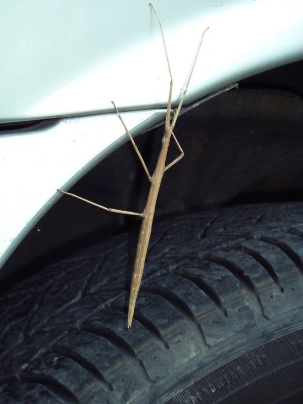 stick Insect Rome