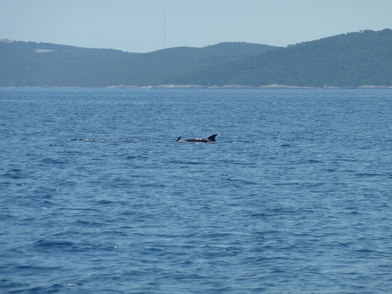 Dolphins in Croatia