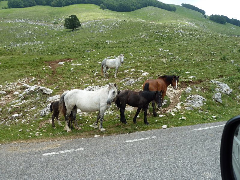 Italy Abruzzo National Park Ponies