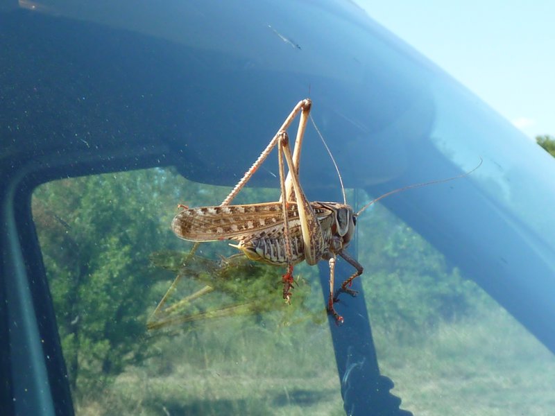 Massive Grasshopper