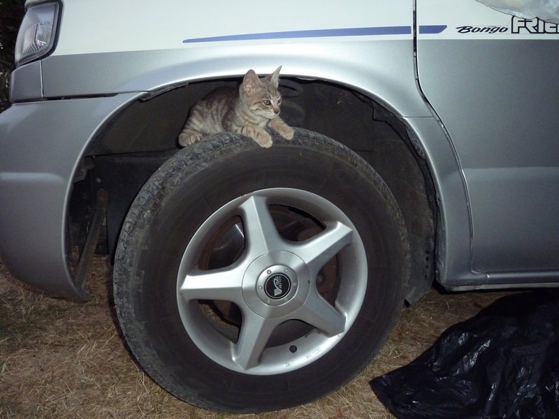 Tyre Kitten