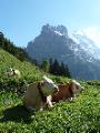 Swiss Cows where I got a nasty shock!