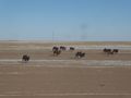 Gobi camels
