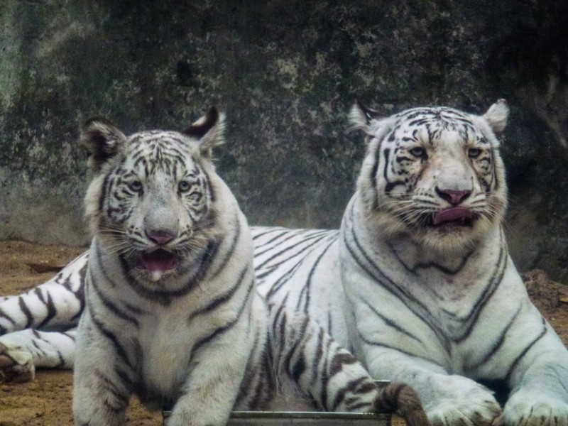 Siberian tigers Saigon zoo