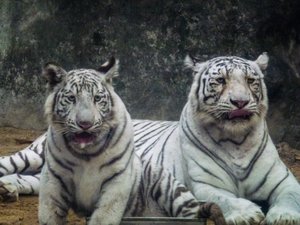 Siberian tigers Saigon zoo