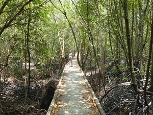 Walk through Krabbi's mangroves