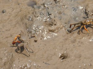 Mud crabs in Krabbi