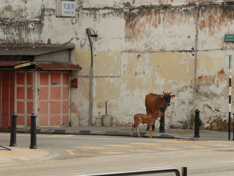 Urban cattle