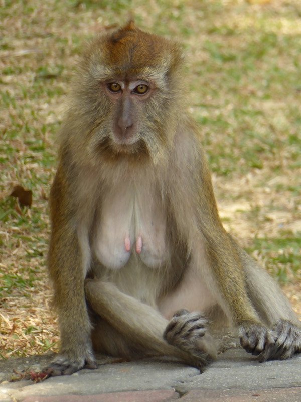 Macaques Monkey in the Botanical gardens