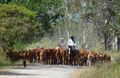 Confronted by a herd of cattle-Tablelands