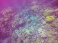Reef Coral