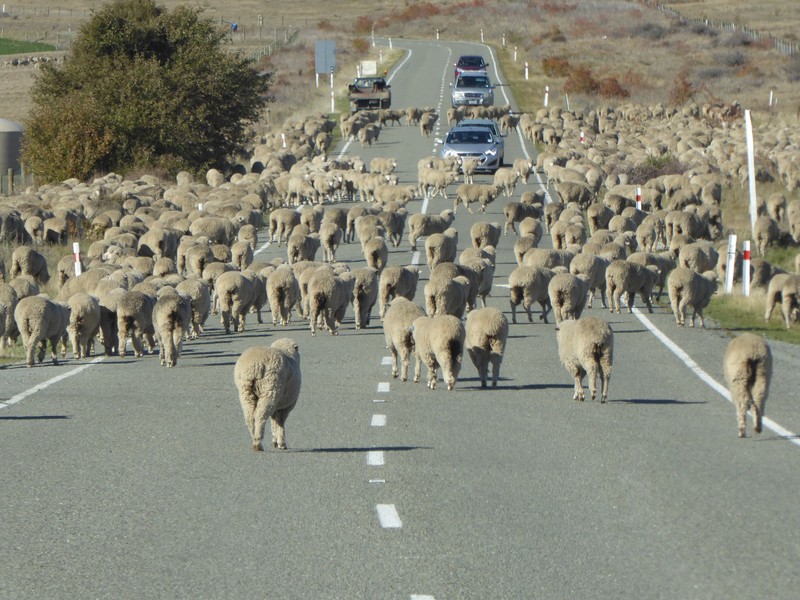 sheep herding!