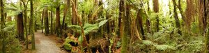 Dense New Zealand forest