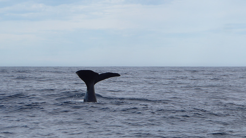 Whale of a tail.