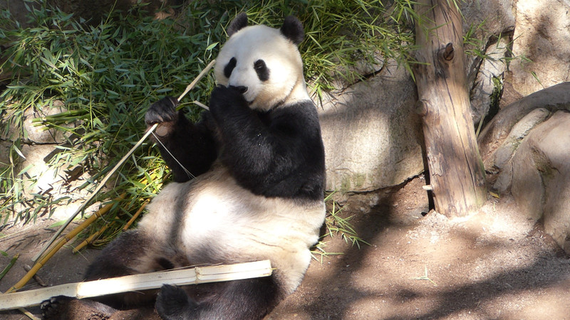 Panda at Breakfast-San Diego Zoo