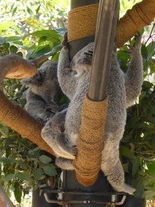Koala San Diego