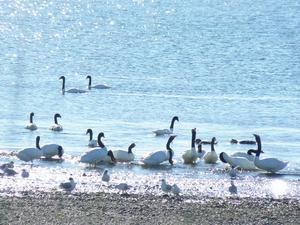 Black-necked swans feeding in the shallows of Caulín bay