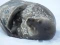 Weddel Seal sleeping, Jougla Point