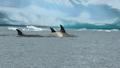 Orcas at Skontorp Cove