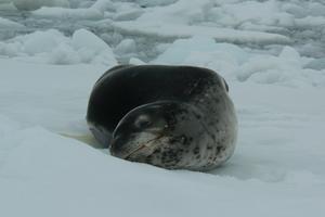 Leopard seal on ice floe, Pléneau Bay