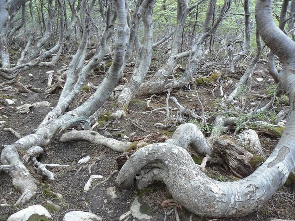 Stunted lenga trees