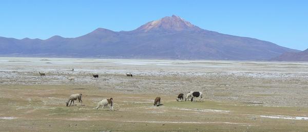 Llamas grazing below Volcán Tunapa