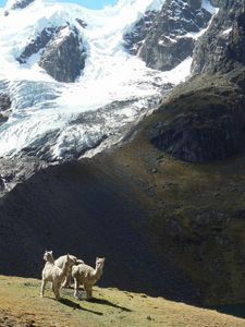 Alpacas and glacier, Ausangate