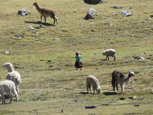 Alpaca herder playing out her dreams, Ausangate
