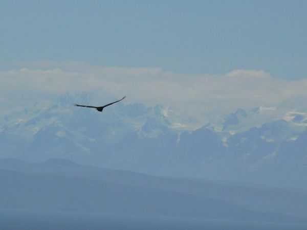Condor against the Andes