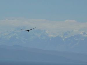 Condor against the Andes