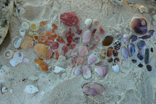 Rainbow of shells