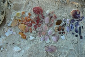 Rainbow of shells