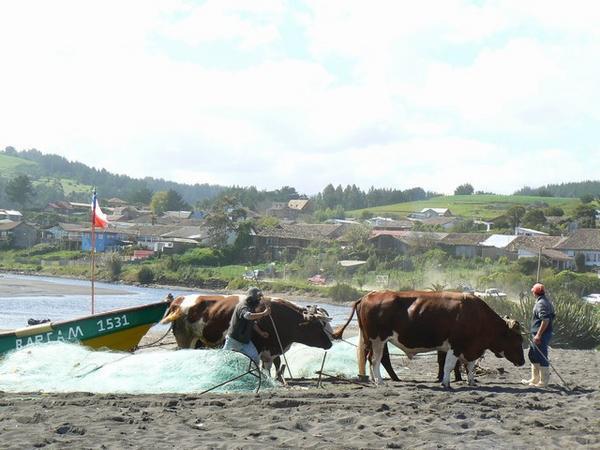 Using oxen to haul fishing boats above the water line