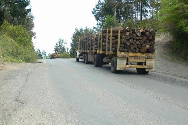 Logging trucks a plenty