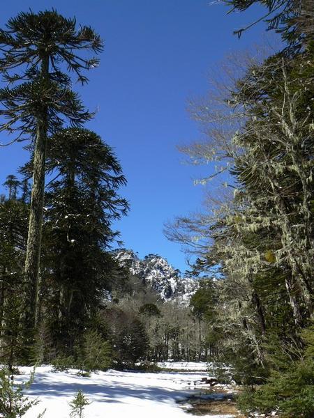 Araucaria and lenga forest in snow, Santuario Cañí