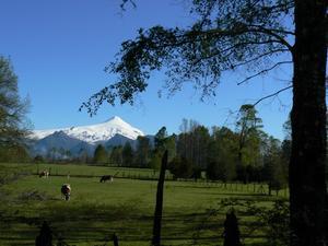 Cattle graze under the gaze of Volcán Villarica